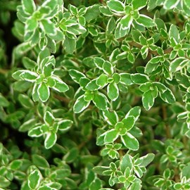 6 x thym citron - thymus citriodorus  - godet 9x9 cm
