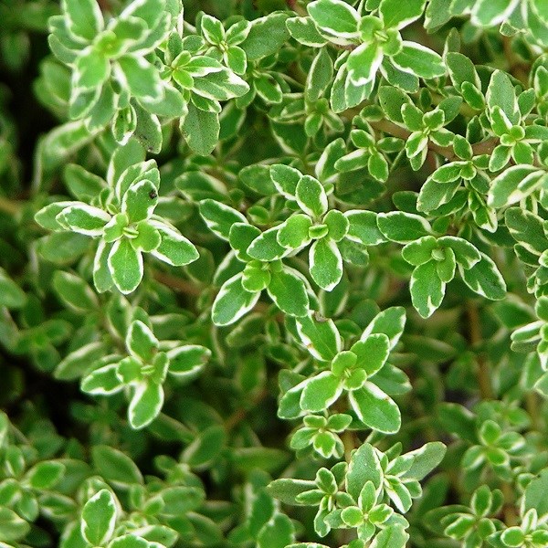 6 x thym citron - thymus citriodorus - godet 9x9 cm