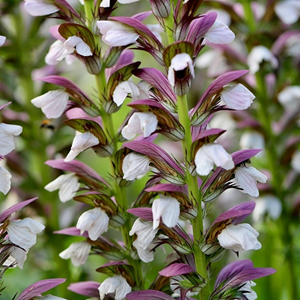 6 x acanthe 'morning’s candle' - acanthus 'morning's candle'  - godet 9x9 cm