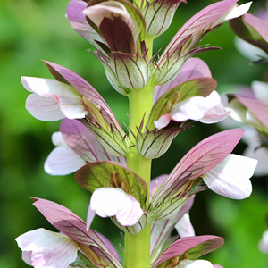 6 x acanthe 'morning’s candle' - acanthus 'morning's candle'  - godet 9x9 cm
