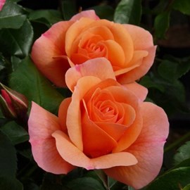 Rosa  - rose grimpante kordes - rosa 'aprikola'