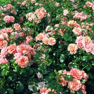 Rosa  - rose grimpante kordes - rosa 'aprikola'