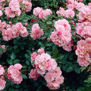 Rosa  - rosier couvre-sol - rosa 'bonica'®