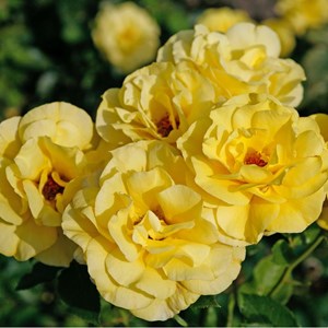 Rosa  - rosier grimpante - rosa 'climbing friesia'