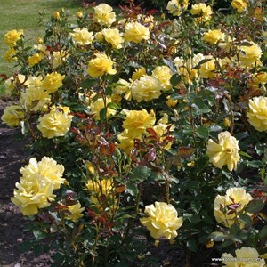 Rosa  - rosier grimpante - rosa 'climbing friesia'