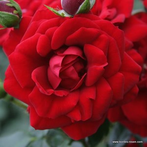 Rosa  - rosier grimpante kordes - rosa 'amadeus'®