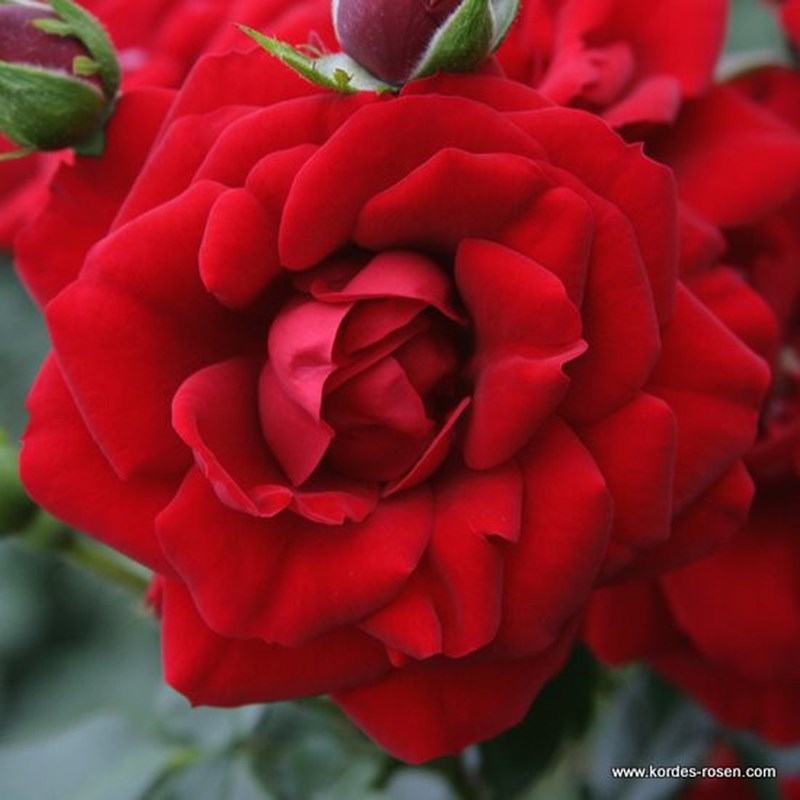 Rosa - rosier grimpante kordes - rosa 'amadeus'®