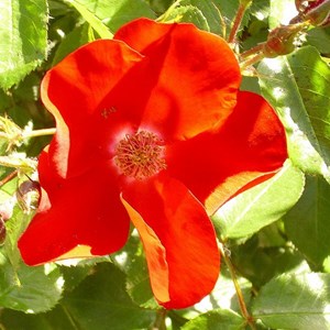 Rosa  - rosier couvre-sol - rosa 'apache'