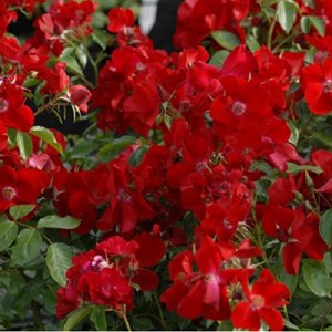 Rosa  - rosier couvre-sol - rosa 'apache'