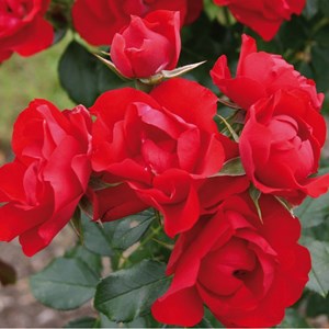 Rosa  - kordes rigo-rosier - rosa 'black forest'®