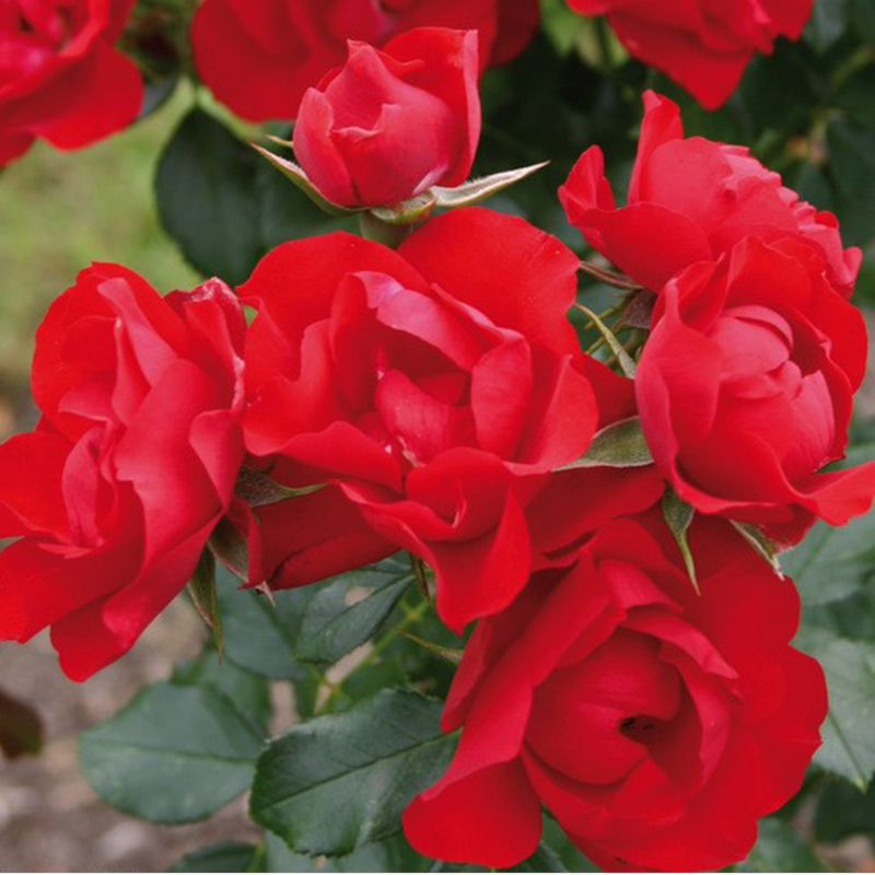 Rosa - kordes rigo-rosier - rosa 'black forest'®