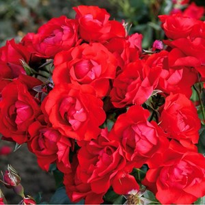 Rosa  - kordes rigo-rosier - rosa 'black forest'®