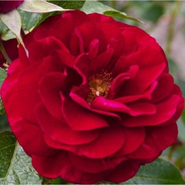 Rosa  - rosier kordes - rosa 'bordeaux'®