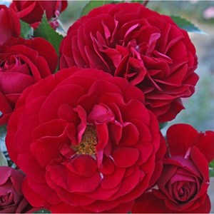 Rosa  - rosier kordes - rosa 'bordeaux'®