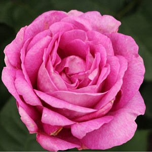 Rosa  - kordes parfuma® rosier - rosa 'carmen wurth'®