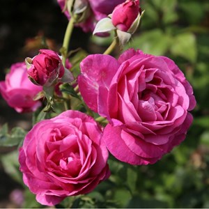 Rosa  - kordes parfuma® rosier - rosa 'carmen wurth'®