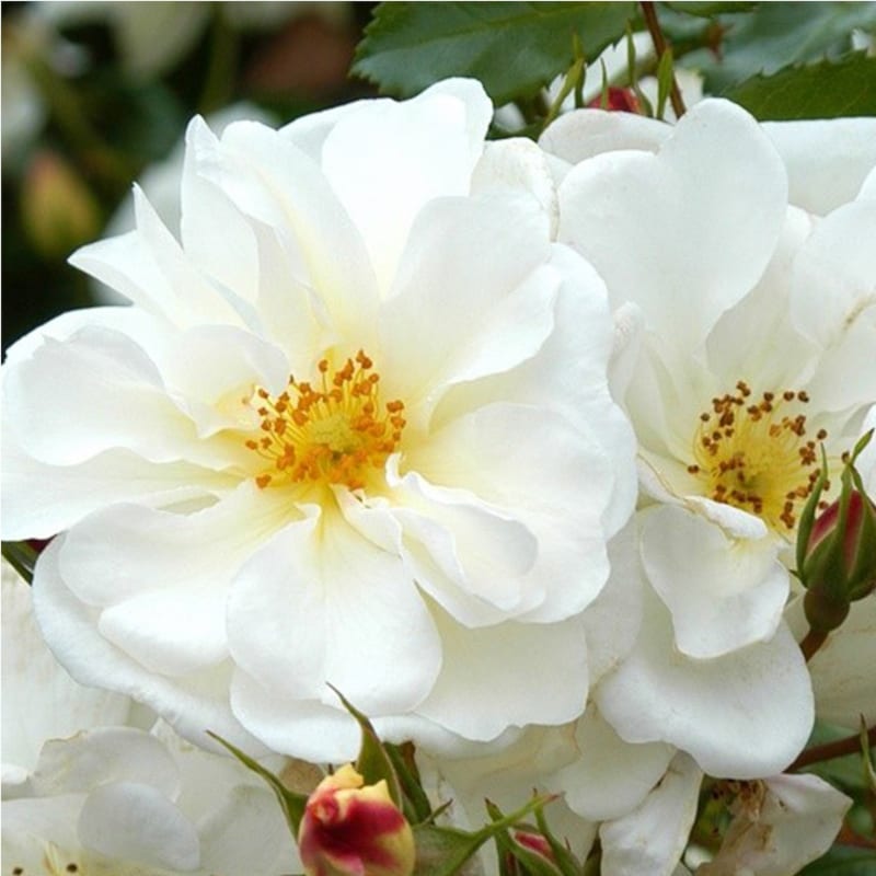 Rosa - kordes rigo-rosier - rosa 'diamant'
