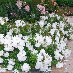 Rosa  - kordes rigo-rosier - rosa 'diamant'