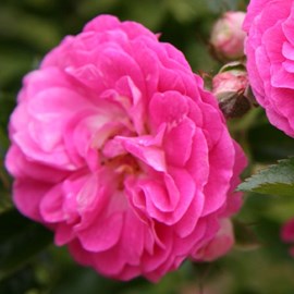 Rosa  - rose pleureuse - rosa 'dorothy perkins'