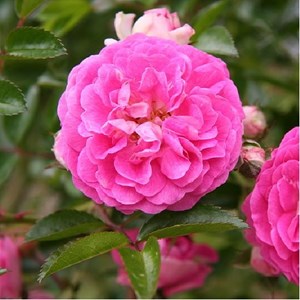 Rosa  - rose pleureuse - rosa 'dorothy perkins'