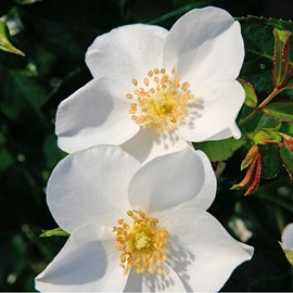 Rosa  - kordes nectar rosier - rosa 'escimo'