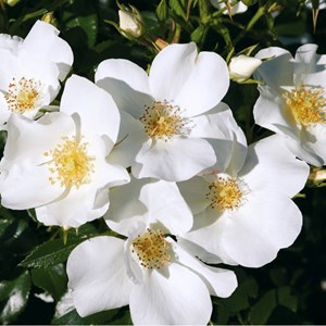 Rosa  - kordes nectar rosier - rosa 'escimo'