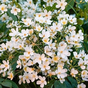 Rosa  - rosier grimpante - rosa 'filipes kiftsgate'