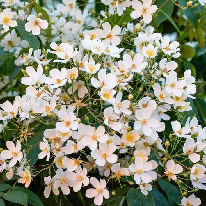 Rosa - rosier grimpante - rosa 'filipes kiftsgate'