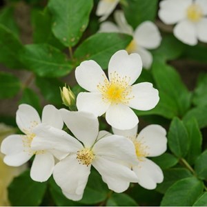 Rosa  - rosier grimpante - rosa 'filipes kiftsgate'