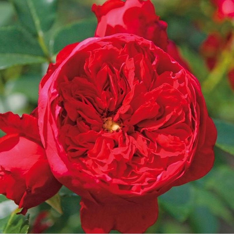 Rosa - rosier grimpante kordes - rosa 'florentina'®