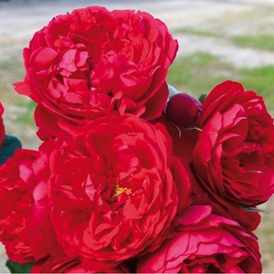 Rosa  - rosier grimpante kordes - rosa 'florentina'®