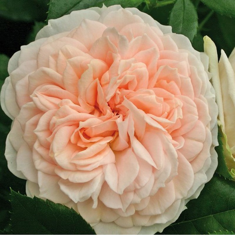 Rosa - rosier kordes - rosa 'garden of roses'®
