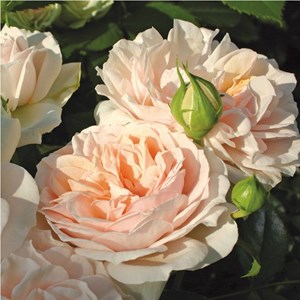 Rosa  - rosier kordes - rosa 'garden of roses'®