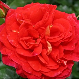 Rosa  - kordes rose des fées - rosa 'gebrüder grimm'®