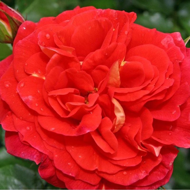 Rosa - kordes rose des fées - rosa 'gebrüder grimm'®