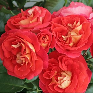 Rosa  - kordes rose des fées - rosa 'gebrüder grimm'®
