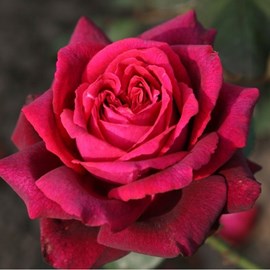 Rosa  - kordes parfuma® rosier - rosa 'gräfin diana'®