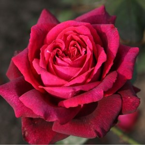 Rosa  - kordes parfuma® rosier - rosa 'gräfin diana'®