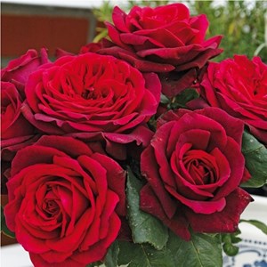 Rosa  - kordes parfuma® rosier - rosa 'gräfin diana'®