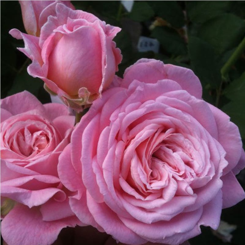 Arborix - Rosa - kordes parfuma® rosier - rosa 'rosengräfin marie henriëtte'®
