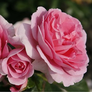 Rosa  - kordes parfuma® rosier - rosa 'rosengräfin marie henriëtte'®