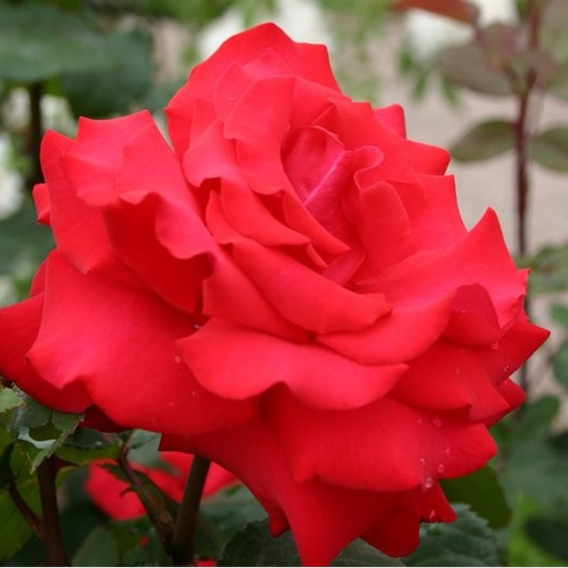 Rosa - kordes eleganza® rosier - rosa 'grande amore'®