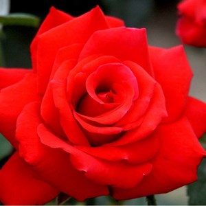 Rosa  - kordes eleganza® rosier - rosa 'grande amore'®