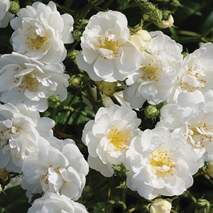 Rosa  - rosier grimpante - rosa 'guirlande d'amour'