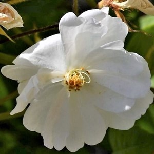 Rosa  - rosier grimpante - rosa 'guirlande d'amour'