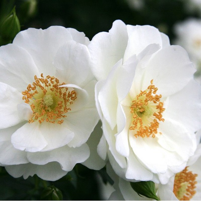 Arborix - Rosa  - kordes rigo-rosier - rosa 'innocencia'®