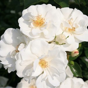 Rosa  - kordes rigo-rosier - rosa 'innocencia'®