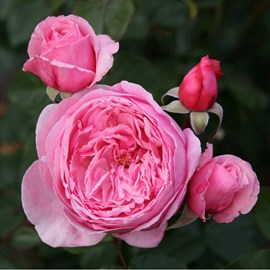 Rosa  - kordes parfuma® rosier - rosa 'kiss me kate'®