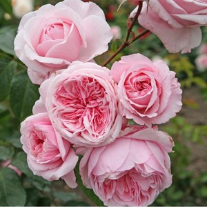 Rosa  - kordes parfuma® rosier - rosa 'kiss me kate'®