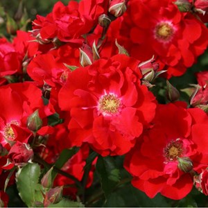 Rosa  - kordes eleganza® rosier - rosa 'roter korsar'®